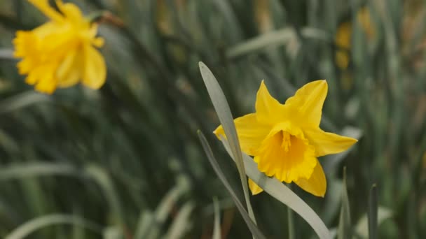 Žlutý Daffodil Close Detailní Záběr Daffodila Divočině — Stock video