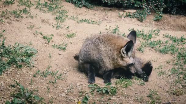 コウモリの耳のキツネ草で地面に休んでいる。耳の大きいアフリカのキツネ — ストック動画