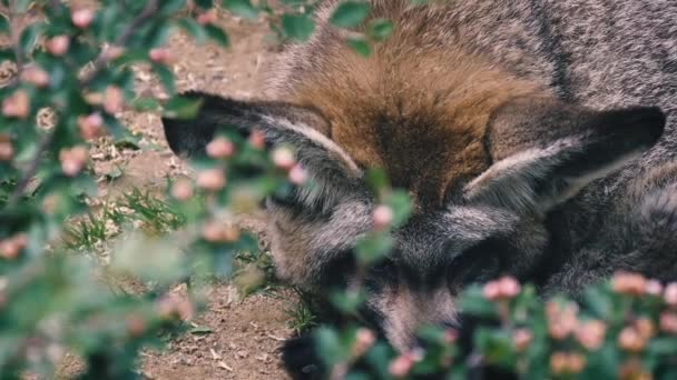 Zorro de orejas de murciélago africano descansando en el suelo con hierba. Fox con orejas largas. Vida silvestre — Vídeo de stock