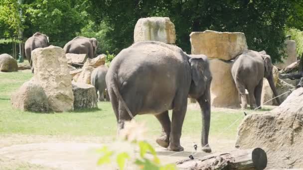 Rodzina słoni spaceruje po zoo w słoneczny dzień. Słonie azjatyckie odpoczywające w parku — Wideo stockowe