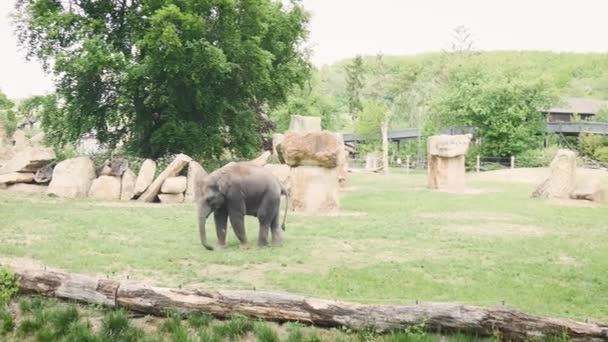 Słoniątko spaceruje i je trawę w parku. Mały słoń w zoo — Wideo stockowe