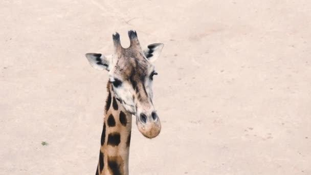 Afrika zürafası, kafasının kumda yakın plan fotoğrafı. Meraklı zürafa — Stok video