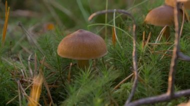 Mantarlar çam ormanlarında yetişir. Yaz ve sonbahar doğası.