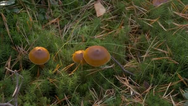 Paddenstoelen in het bos onder zonlicht. Natuur en ecologie thema. Paddenstoel tussen gras — Stockvideo