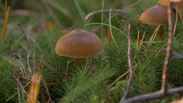 Os cogumelos crescem na floresta de pinheiro. Verão e Outono natureza . — Vídeo de Stock
