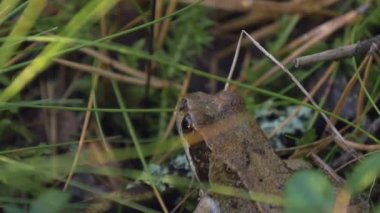Yeşil bir kurbağanın çimlerin arasındaki görüntüsüne yakından bakın. Yeşil kurbağa güneşin altında oturur.