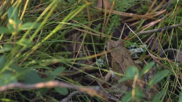 Una rana verde entre la hierba y el musgo. Rana común sentada en el bosque . — Vídeo de stock