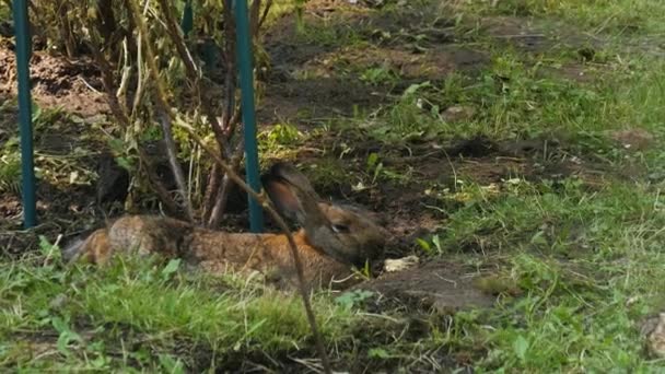 Гарненький коричневий кролик лежить на зеленій траві в парку. Заєць сидить на зеленому лужку. — стокове відео