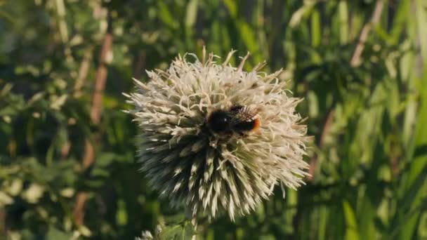 Ο Μπάμπλμπι στο λουλούδι Θιστλ σε ένα λιβάδι. Τα έντομα φτιάχνουν μέλι. Βίντεο με θέμα την οικολογία — Αρχείο Βίντεο