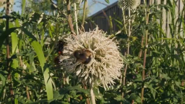 Bumblebee em flor de cardo em um prado. Os insectos fazem mel. Ecologia tema vídeo — Vídeo de Stock