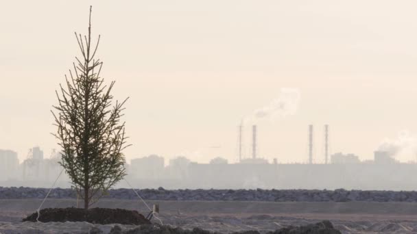 Einsamer Kiefernbaum in der industriellen Wüstenlandschaft. Konzept zum Thema Entwaldung — Stockvideo