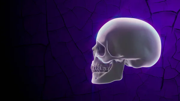 Fundo de Halloween com crânio no fundo violeta. Para a ciência ou medicina — Fotografia de Stock