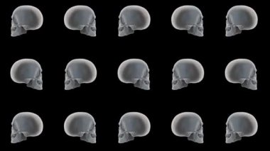 Cadılar Bayramı arka planında insan kafatasları var. Siyah arkaplanda dönen 3d kafatası.