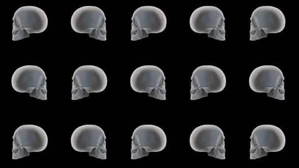 人間の頭蓋骨はハロウィーンの背景。黒い背景で回転する3D頭蓋骨. — ストック動画