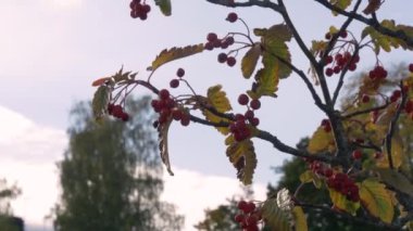 Red bright Rowan 'ın dalları. Akşamları sonbahar ağacı. Doğanın 4k stok videosu