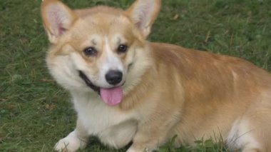 Tatlı Galli Corgi köpeği yeşil çimlerin üzerinde. Küçük yorgun köpek çimenlerde dinleniyor.