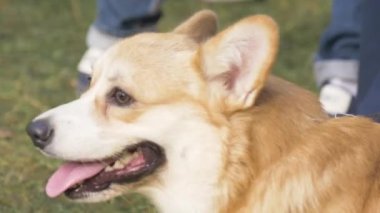 Sahibi ile parktaki Galli Corgi köpeğini kapatın. İnsan ve evcil hayvan temalı video