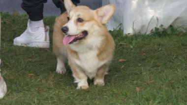 Şirin ve meraklı Galli Corgi köpeği çimlerin üzerinde duruyor. İnsan ve evcil hayvan teması