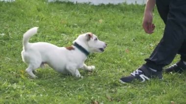 Adam çimlerin üzerinde Jack Russell Terrier ile oynuyor. Genç adam köpeğini eğitiyor.