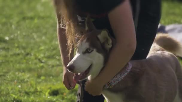 Kobieta zakłada smycz na słodkiego syberyjskiego husky 'ego. Kobieta spaceruje z psem — Wideo stockowe