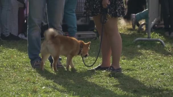 Mujer con perro shiba inu al aire libre en un parque de la ciudad. Un perro pedigrí en un paseo — Vídeo de stock