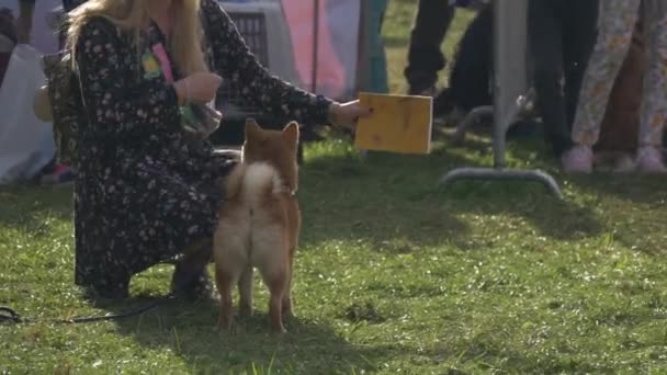Mujer joven entrenando a su perro shiba inu en un parque. Chica jugando con su perro — Vídeo de stock