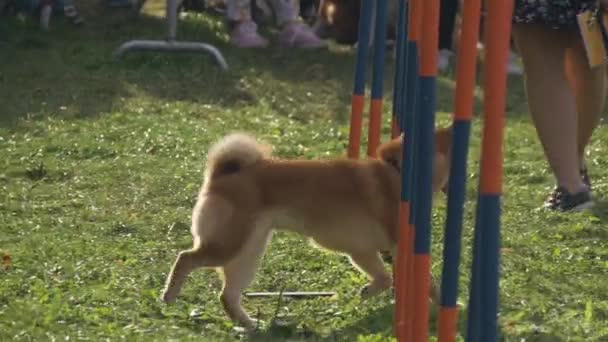 Lindo perro Shiba inu jugando con el propietario. Mujer joven entrenando a su perro — Vídeos de Stock