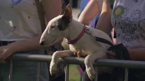 Cachorro de bull terrier con dueño en el soleado día de verano. Vídeo de tema humano y mascota — Vídeos de Stock