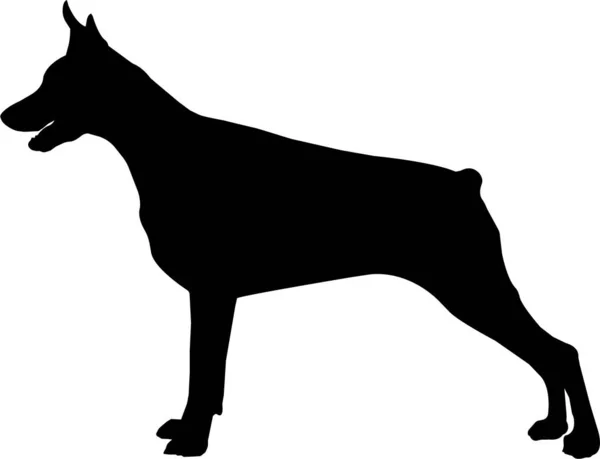 Silhouette Dog Stand Doberman Vector — Stock Vector