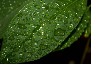 Avokado bitkisinin yeşil yapraklı makro fotoğrafı. Yaprak dokusu yakın. Su yeşil yüzeye damlıyor. Soyut doğa arkaplanı.  