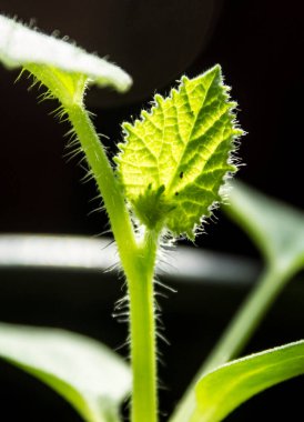 Siyah arka planda küçük bir yaprak. Balkabağı filizi makro fotoğrafı. Ev bahçesi konsepti. 