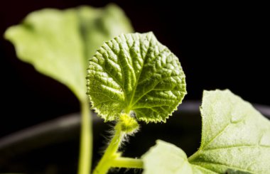 Siyah arka planda küçük bir yaprak. Balkabağı filizi makro fotoğrafı. Ev bahçesi konsepti. 