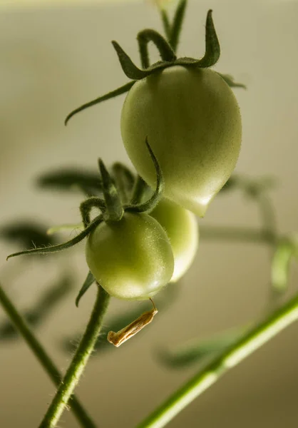 Pequeños Tomates Verdes Planta Los Pequeños Vegetales Cierran Foto Sobre — Foto de Stock