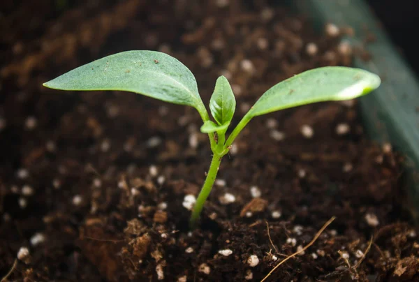 Brota Poco Pimienta Una Olla Cultivo Vegetales Partir Semillas Hogar — Foto de Stock