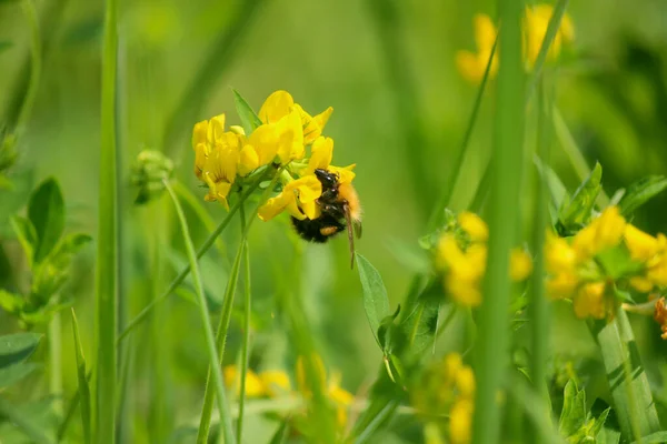 Bumblbee Kwiatku Zdjęcie Makro Owadów Słoneczny Dzień Ogrodzie Zielona Trawa — Zdjęcie stockowe