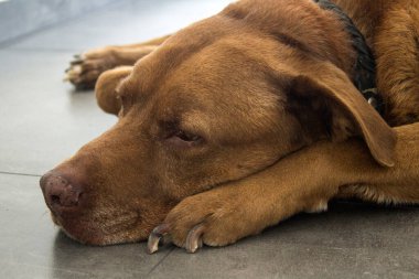 Labrador köpeğinin koyu gri döşemeli fotoğrafı. Mutlu son sınıf fotoğrafları..