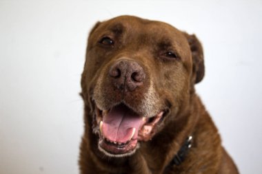 Beyaza izole edilmiş gülümseyen melez köpek portresi. Mutlu yetişkin hayvan hayatı. 