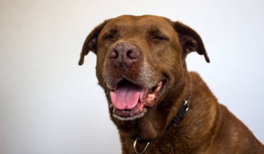 Beyaza izole edilmiş gülümseyen melez köpek portresi. Mutlu yetişkin hayvan hayatı. 