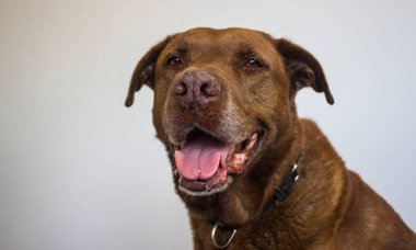 Beyaza izole edilmiş gülümseyen melez köpek portresi. Mutlu yetişkin hayvan hayatı. 