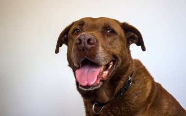 Beyaza izole edilmiş gülümseyen melez köpek portresi. Mutlu yetişkin hayvan hayatı. 