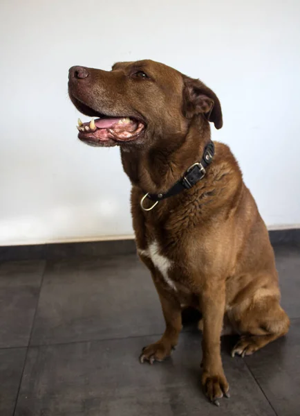 Photo of Labrador dog on dark grey tiled floor. Happy senior dog photo.