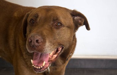 Beyaza izole edilmiş gülümseyen melez köpek portresi. Mutlu yetişkin hayvan hayatı. 
