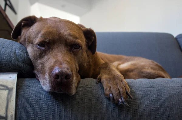 Retrato Cão Raça Mista Adulto Que Coloca Sofá Foto Cachorro — Fotografia de Stock