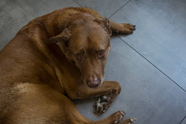 Photo of Labrador dog on dark grey tiled floor. Happy senior dog photo.