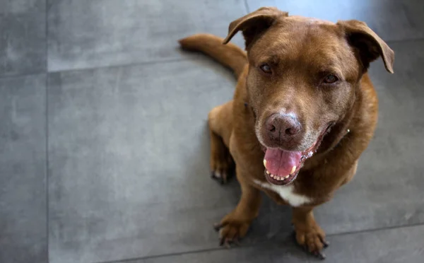 Porträtt Vuxen Blandat Bröd Brun Hund Tittar Kameran Och Ler — Stockfoto