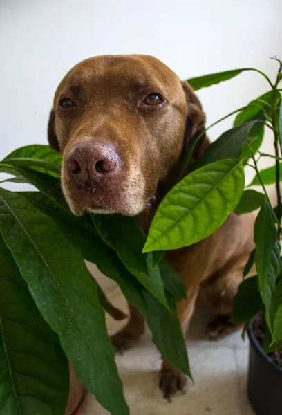 Portrait Cute Senior Dog Hiding Avocado Leaves White Background Big — Stock Photo, Image