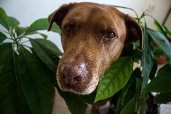 Portrait of a cute senior dog hiding in avocado leaves. White background.Big brown mixed Labrador dog close up photo. Pets care concept.