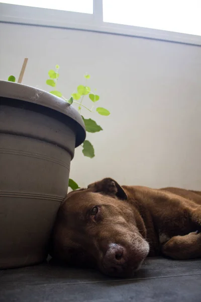 Photo of Labrador dog on dark grey tiled floor close to the plant pot. Happy senior dog photo.