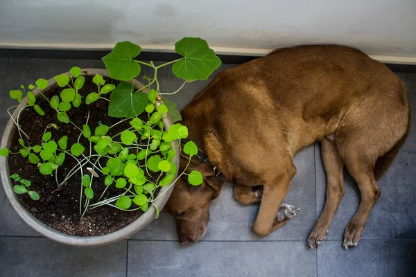 Photo of Labrador dog on dark grey tiled floor close to the plant pot. Happy senior dog photo.