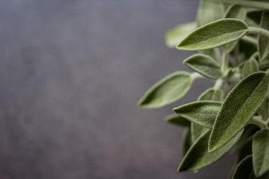 Gri arkaplanda fotokopi alanı olan Salvia memurları. Adaçayı yaprakları fotoğrafı çeker. Şifalı bitkiler..